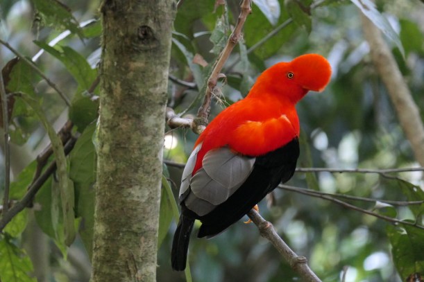 CD10606A-3A57-4F19-ADBC-D97F5494DF62_1_105_c