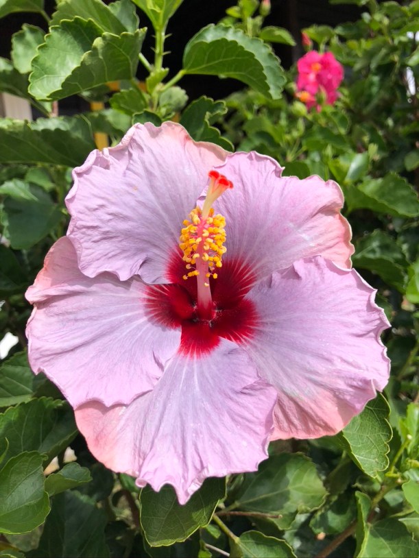 4887D28F-1328-4C4D-AC2B-00C89D7C460F_1_105_c