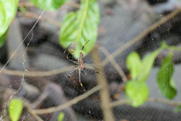 B28C3EF2-6DDC-4F1D-B5E8-B2D42696CA32_1_105_c